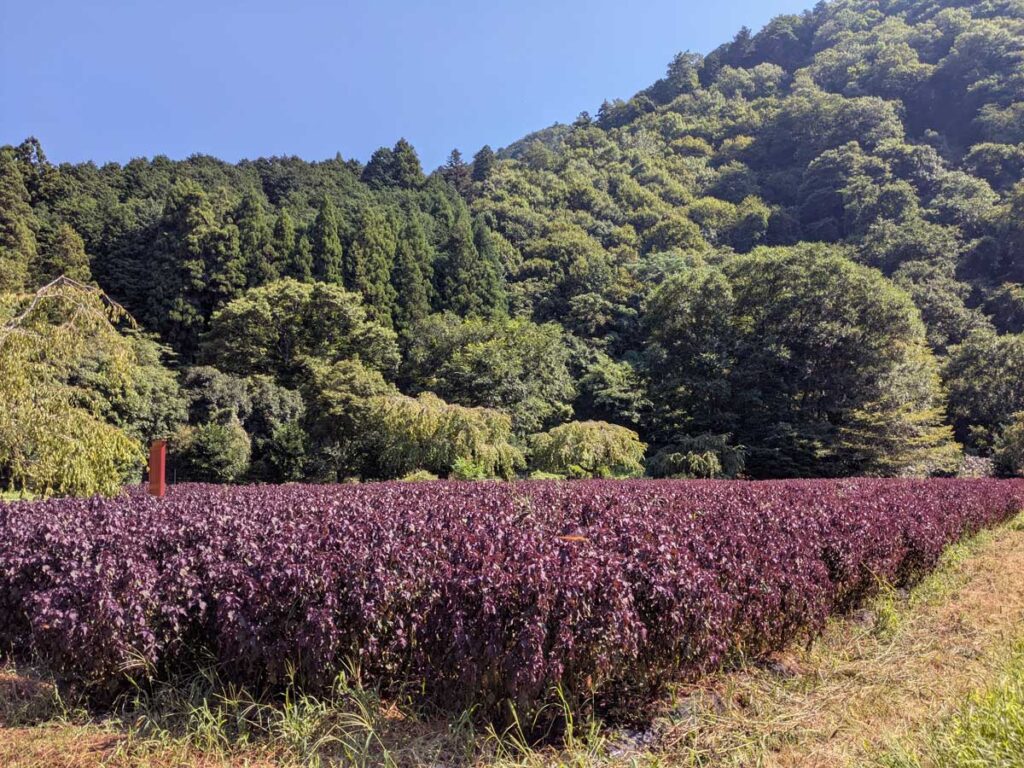 京都大原の名産・赤しそ畑。土井志ば漬本舗で自家栽培され志ば漬に使用